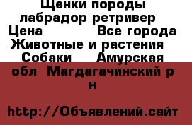 Щенки породы лабрадор ретривер › Цена ­ 8 000 - Все города Животные и растения » Собаки   . Амурская обл.,Магдагачинский р-н